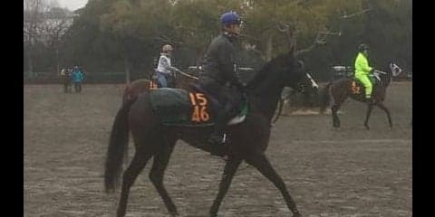 【共同通信杯】フォッサマグナ デビュー戦完勝で魅力十分