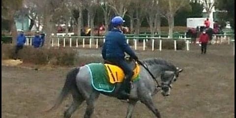 【京都牝馬S】アルーシャ デビューから7戦馬圏外0の安定株