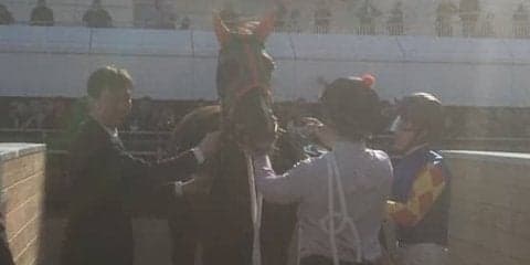 土曜中山９Ｒ・黄梅賞はスクリーンヒーロー産駒のレノーアがＶ