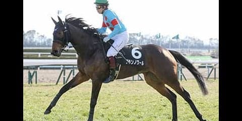 チューリップ賞は、名門一家の２頭が本命ダノンファンタジー越えを狙う