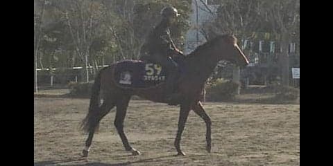 【大阪杯】ステルヴィオ  丸山「結果にこだわって頑張りたい」