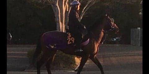 【ニュージーランドT】グラナタス  鹿戸師「折り合いがつけば」