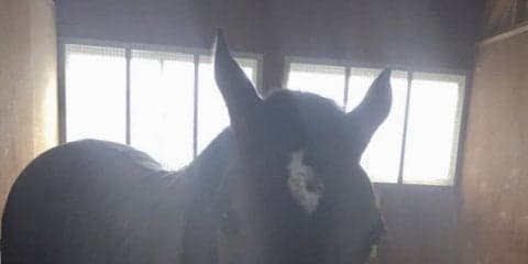 グランアレグリア一夜明けて元気な姿を見せる