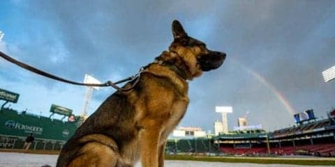 【MLB】“バット犬”の仕事を奪った審判に非難轟々!?　「史上最大のブーイングかも」