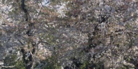 【中山グランドJ】石神「道中油断出来なかった」オジュウチョウサンが中山GJ 4連覇！