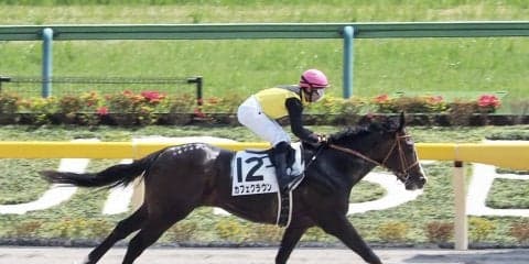 【東京6R】カフェクラウンが楽勝！デビュー2連勝