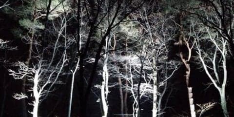 夜の森を楽しめる空中アスレチック「YOZARU」が期間限定で開催