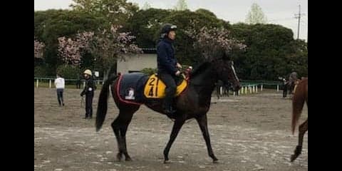 【新潟大賞典】ロシュフォール  5戦連続最速上がりの切れ者