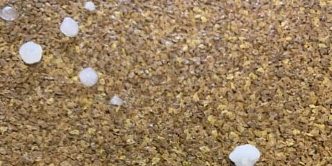 東京競馬場に大粒の雹が降る