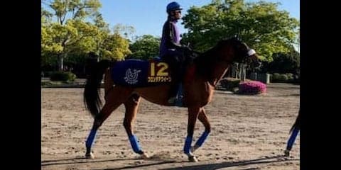 【ヴィクトリアマイル】フロンテアクイーン 三浦「すごい勝負根性を持っている馬」