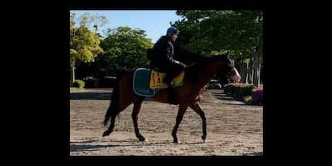 【京王杯SC】タワーオブロンドン レーン騎乗で重賞制覇を狙う