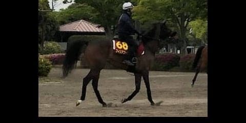 【オークス】フィリアプーラ 菊沢師「どんな脚を使えるか」