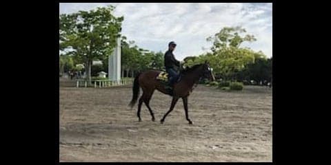 【日本ダービー】ランフォザローゼス 藤沢和師「前走以上に走れる」