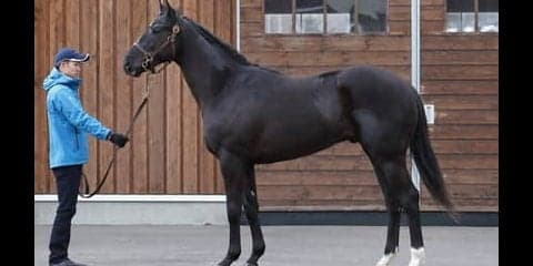 ダービー馬レイデオロの半弟、アブソルティスモは「初戦から楽しみ」