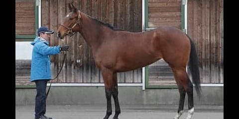 母は米ＧＩ５勝。父ディープ譲りの切れ味も秘めるカトゥルスフェリス