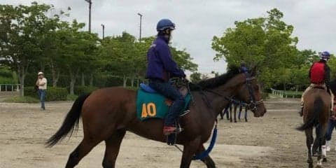 【注目新馬】ワーケア  セレクトセール1億2000万越えの期待馬登場