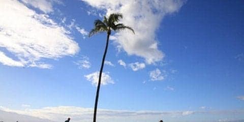 マウイの海岸線沿いを走る「マウイマラソン＆ハーフマラソン」10月開催