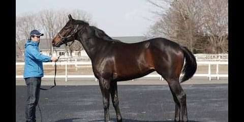 最も注目されている良血馬ラインベック「母アパパネに一番似ている」