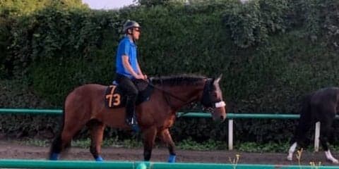 【ラジオNIKKEI賞】ディキシーナイト 国枝師「先週今週と動きはいい」