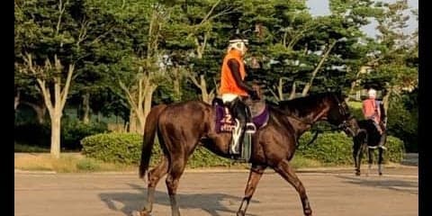 【CBC賞】セイウンコウセイ 前走で復活をアピール