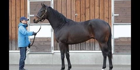 走るタイプの特徴をすべて兼ね備えた、ルージュバックの半弟ポタジェ