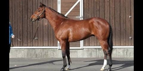 １億6500万円の高値がついたサトノフラッグは２歳世代のエース候補