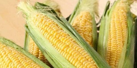 とうもろこし茶の驚くべき効果効能