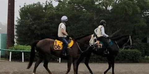 【アイビスSD】アルマエルナト 伊藤大師「差し効く展開になれば」