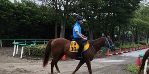 【アイビスSD】ライオンボス 破竹の3連勝で重賞タイトル狙う