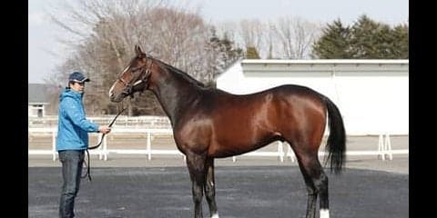 「走り出すとどこまでもいく」アメリカの名牝の初子、アルジャンナ