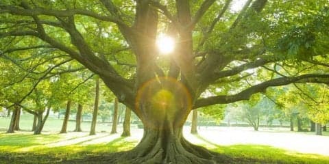 東洋医学における「気」の概念とは