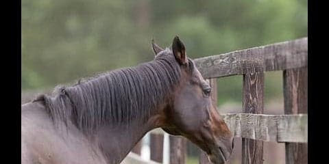 種牡馬ディープインパクトの後継問題。奇跡の種を持つ馬は現れるか