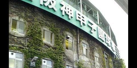 甲子園の赤レンガを覆う「蔦」の秘密。緑のカーテンの苗はどこから？