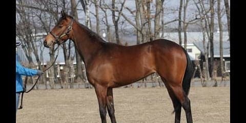 「兄ミッキーアイルとはイメージが違う」妹フェアレストアイルの特性