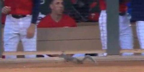  「ビビっているのか？」ベンチにリス乱入、MLBの大男たちが逃げ惑う姿が話題に