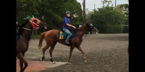 【新潟2歳S】グライユル 鹿戸師「マイルまでなら持ちそう」