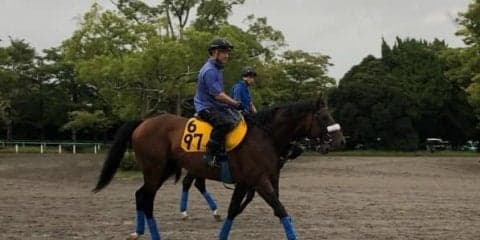 【新潟記念】サトノキングダム 国枝師「だいぶ完成されてきた」