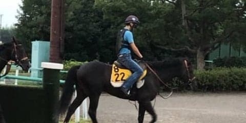 【新潟記念】ジナンボー 着実に勝ち星を重ね開花