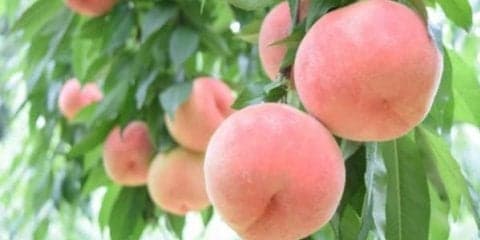 桃の驚くべき効果効能