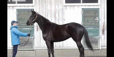 アドマイヤチャチャは「最強の１勝馬」の妹。「切れとオーラがある」