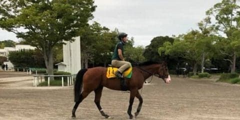 【セントウルS】タワーオブロンドン 藤沢和師「阪神コースも合いそう」