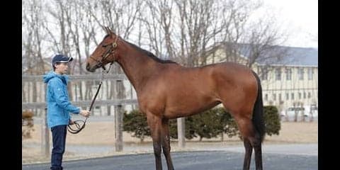 「従順で素直」なレッドルレーヴ。繁栄の一族から新たなスター誕生か