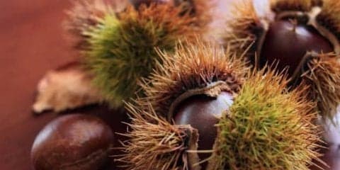 栗の驚くべき効果効能