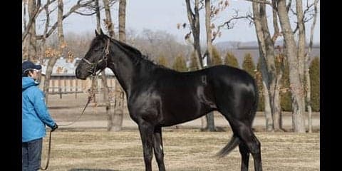 母は米ＧＩ３勝。ディアスティマは心肺機能が高く「乗り味もいい」