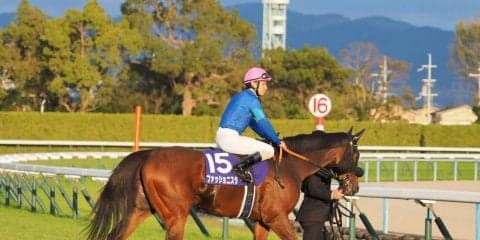 【レディスプレリュード】枠順と見どころ ファッショニスタは7枠10番