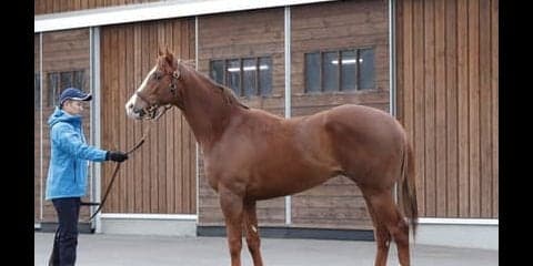 落札額は２億円。注目の血統馬、ダノングロワールがいよいよデビュー