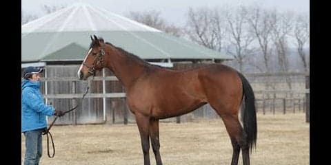 スワーヴリチャードの妹、ルナシオンは「バネがあり、本当にいい馬」