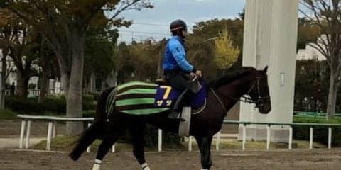 【菊花賞】ザダル 石橋「立ち回りが上手い」