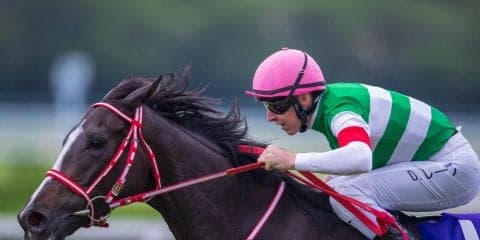 2019コックスプレート（G1）日本馬の近況（10月22日）