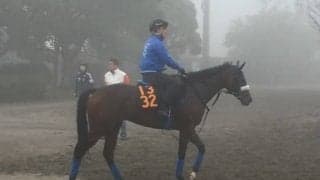 【ファンタジーS】マジックキャッスル 国枝師「素晴らしい仕上がり」